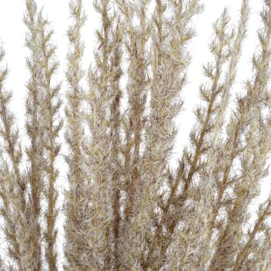 31" Light Brown Pampas Grass Stem by Ashland&reg; {3}