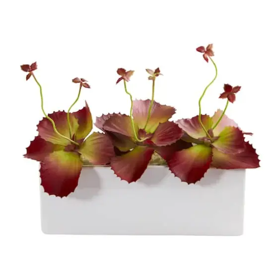 11" Succulent Plant in White Planter {1}
