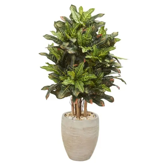 3.5ft. Croton in Sand Planter {1}