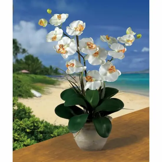 25" Cream Double Phalaenopsis Silk Orchid Flower Arrangement in Ceramic Pot {3}