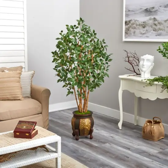 5.5ft. Bushy Ficus Tree in Decorative Planter {5}