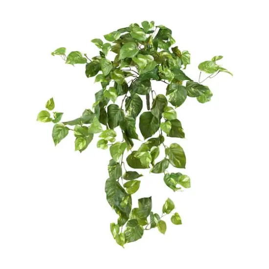 2ft. Pothos Hanging Bush, 3ct. {1}