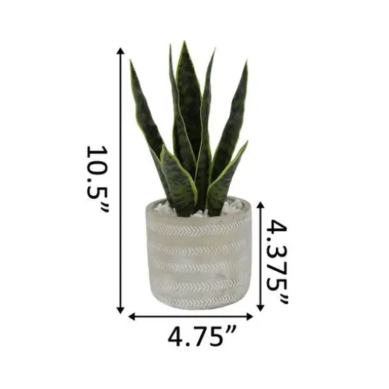 Flora Bunda&reg; 12" Snake Plant In 4.75" Pueblo Cement Pot {3}