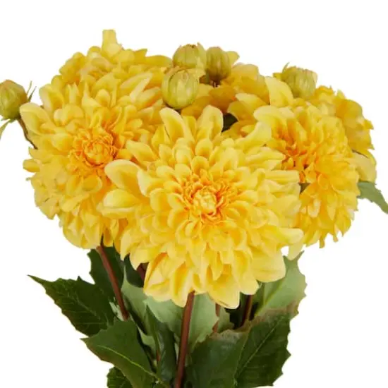 30" Yellow Dahlia Artificial Flower Stem, 8ct. {5}