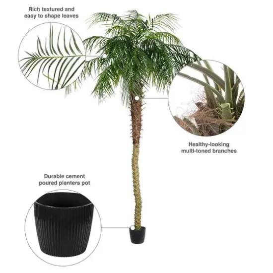 8ft. Potted Phoenix Palm Tree {9}