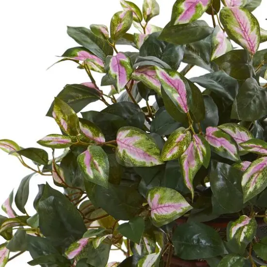 20" Hoya Plant in Decorative Planter {3}