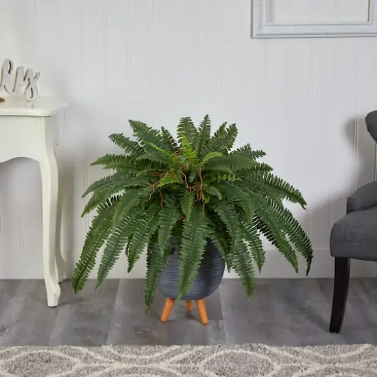 2.5ft. Boston Fern in Gray Planter with Legs {4}