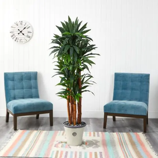 5.5ft. Dracaena Tree in Decorative Planter {4}