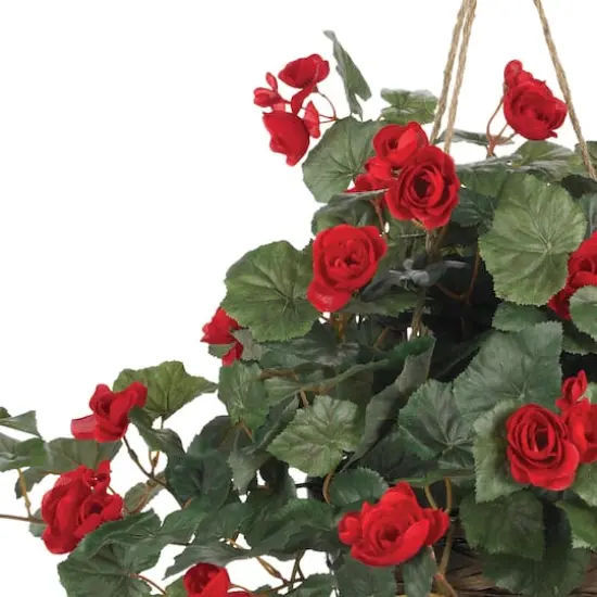24" Red Begonia in Hanging Basket {3}