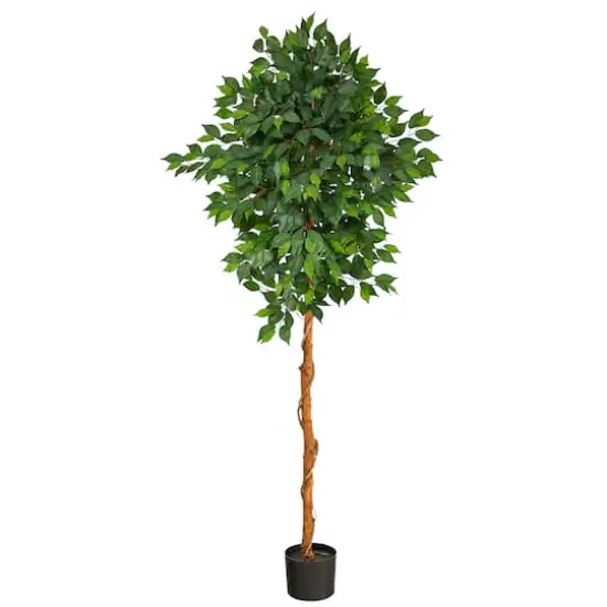 6ft. Potted Ficus Tree {1}