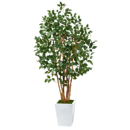 5.5ft. Bushy Ficus Tree in White Metal Planter {1}