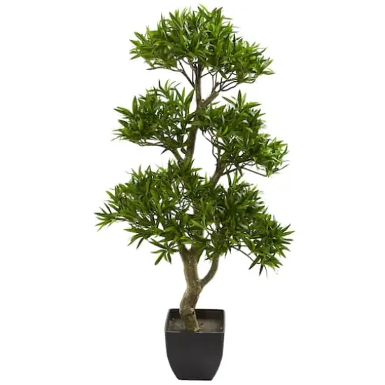 3ft. Potted Plum Pine Bonsai Styled Tree {1}