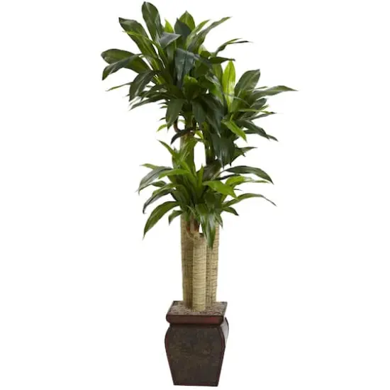 4.5ft. Cornstalk Dracaena In Vase {1}