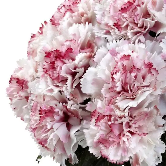11" Pink and White Carnation Arrangement in Vase {3}