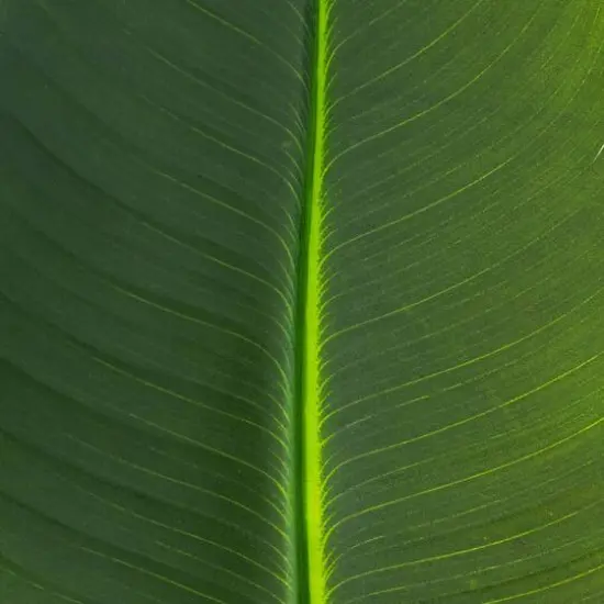 40in. Artificial Travelers Palm Stems - Set of 6 {6}