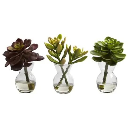 Succulent Arrangements in Vases 3ct. {3}