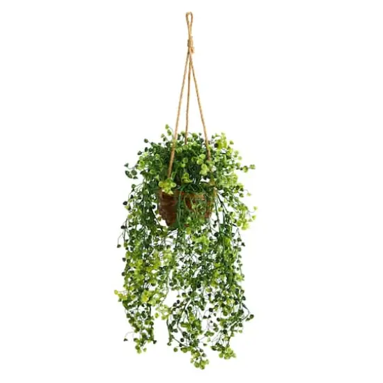 20" Baby's Tear Plant in Hanging Basket  {1}