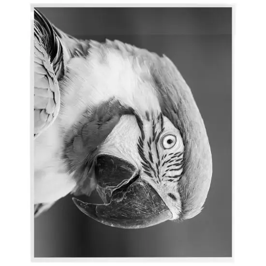 JAM Paper 11.25" x 14.25" Clear No. 10 Policy Cello Sleeve Envelopes, 100ct. {6}