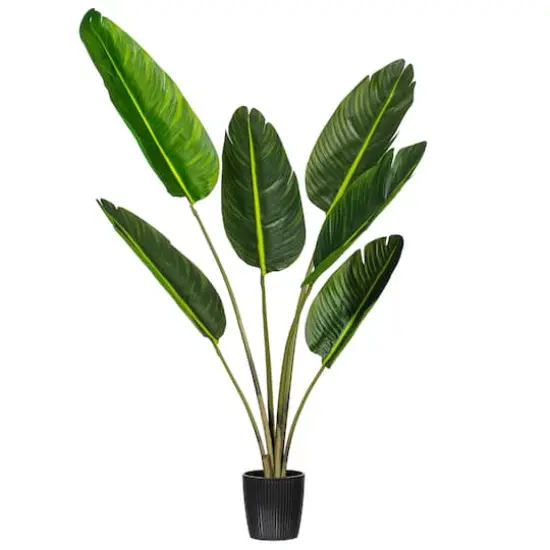 4ft. Potted Travellers Palm Tree {1}