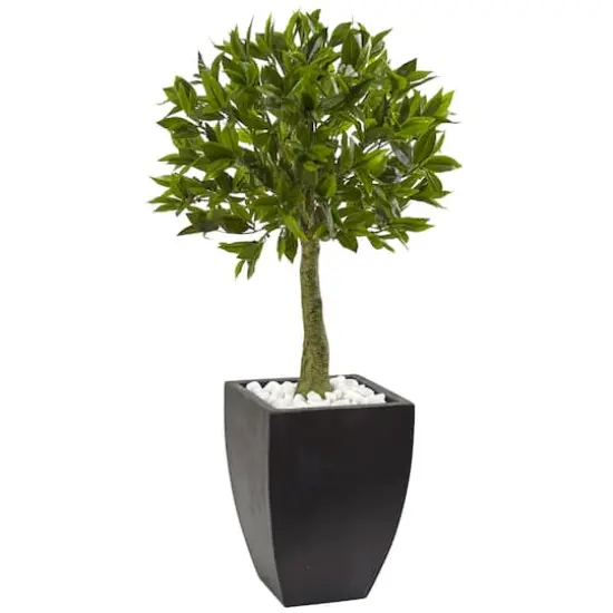 3.5ft. Bay Leaf Topiary in Black Wash Planter {1}