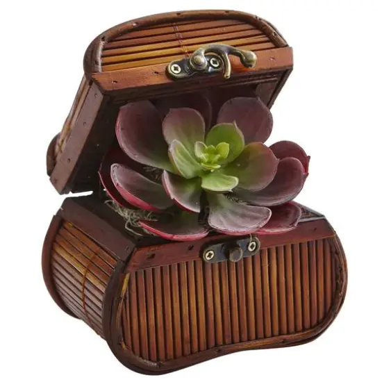 6" Echeveria in Chest Set, 3ct. {3}