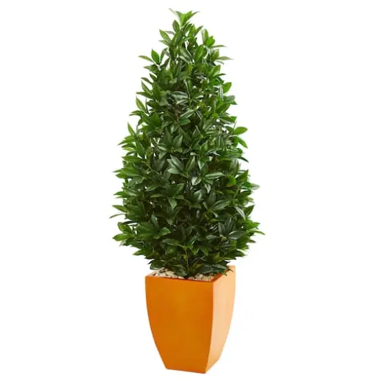 5ft. Bay Leaf Topiary Tree in Orange Planter {1}
