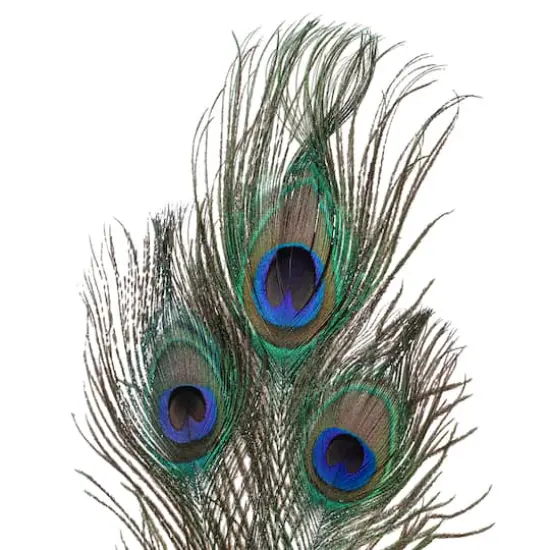 Peacock Feather Picks by Ashland&reg; {4}