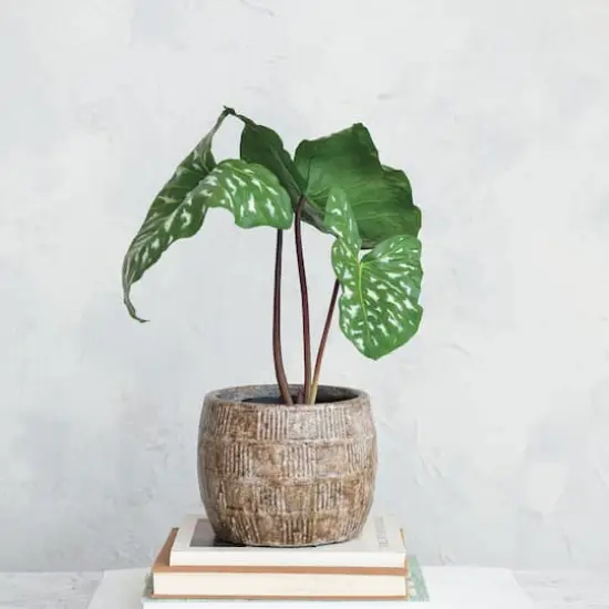 Hello Honey® 9.5" Brown Embossed Crackle Terra Cotta Planter {4}
