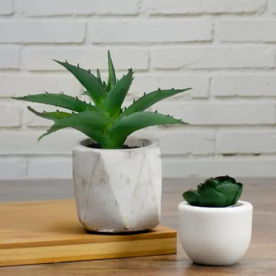 6" Green Aloe Succulent in Cement Pot {3}