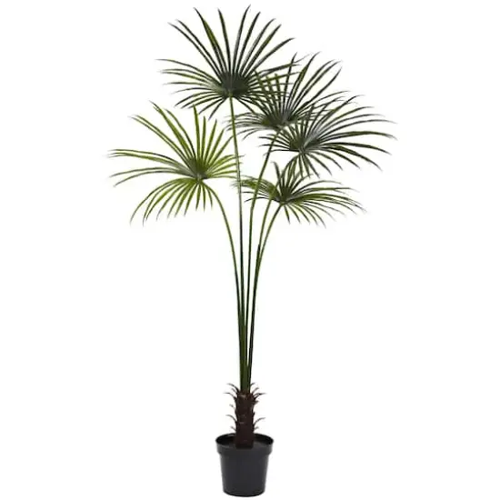 7ft. Potted Fan Palm Tree  {1}