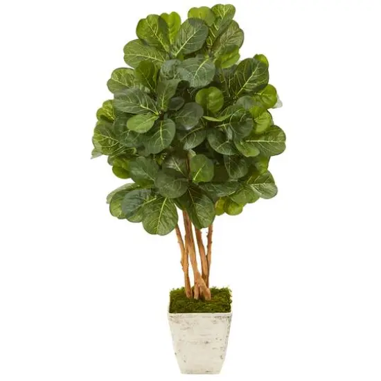 4.3ft. Fiddle Leaf Fig Tree in Country White Planter {1}