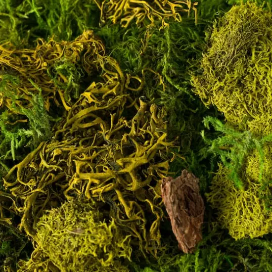 SuperMoss&reg; Preserved Mixed Moss {4}