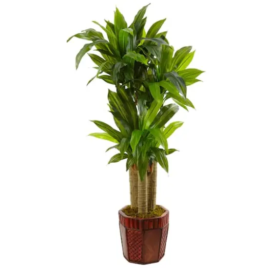 4.5ft. Cornstalk Dracaena in Wooden Planter {1}