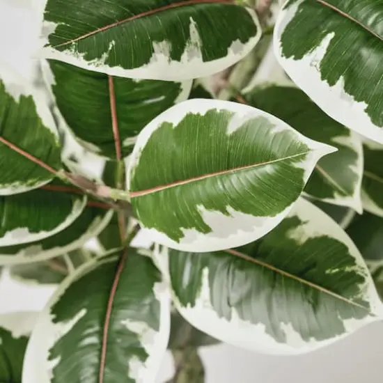 American Art Decor 5ft. Realistic Artificial Variegated Rubber Tree in White Pot {4}