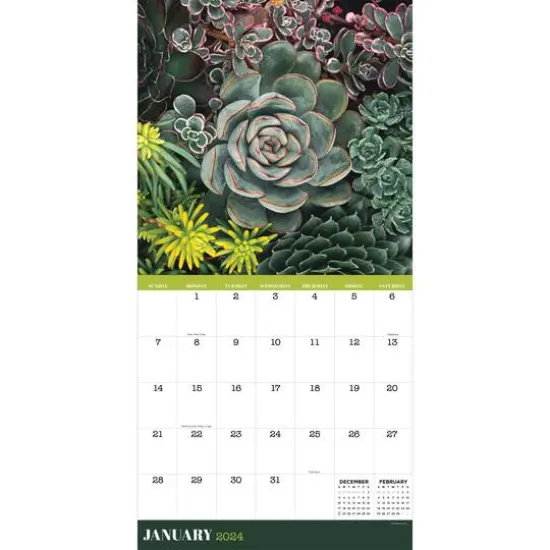 TF Publishing 2024 Succulents Wall Calendar {4}