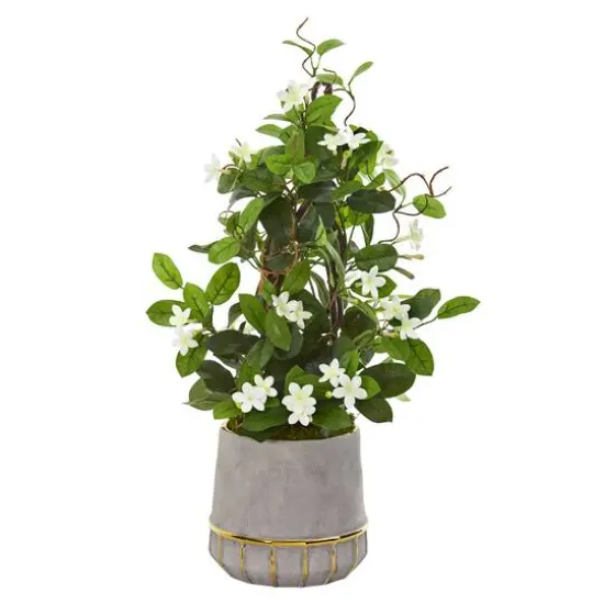2ft. Madagascar Jasmine Plant in Stoneware Planter {1}