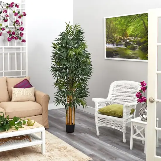 5.5ft. Potted Phoenix Palm Tree {4}