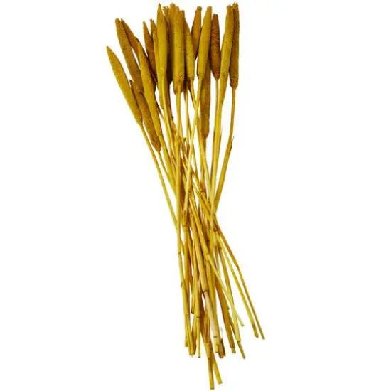 Dried Plant Bunny Tail Natural Foliage with Long Stems Yellow {5}