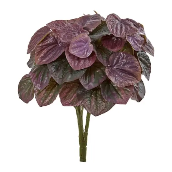 Deep Purple Peperomia Bush, 6ct. {1}