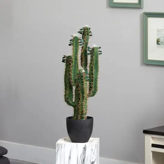 2.5&rsquo; Potted Cactus Plant  {3}