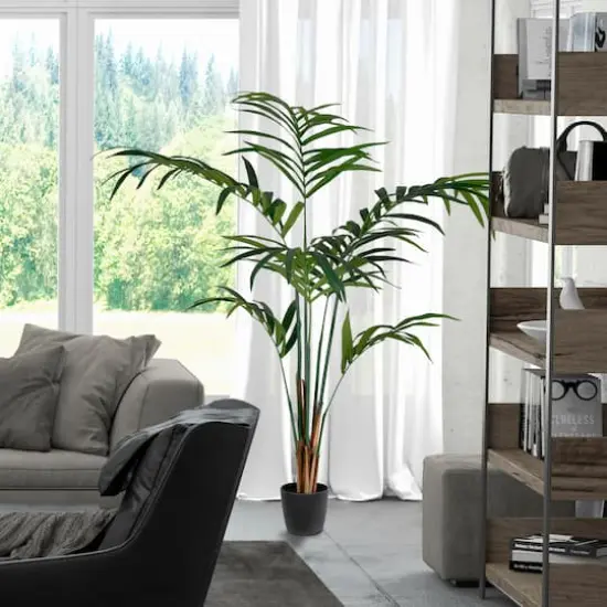6ft. Potted Kentia Palm {3}