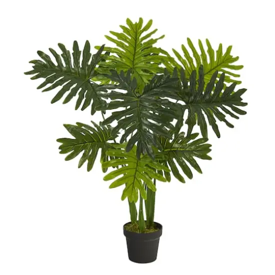 3.5ft. Potted Philodendron Plant {1}