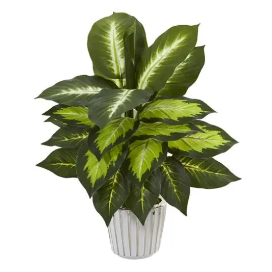 19" Dumb Cane in White Vase Set {4}