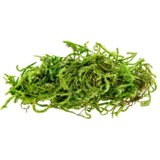 SuperMoss&reg; Preserved Forest Moss {5}