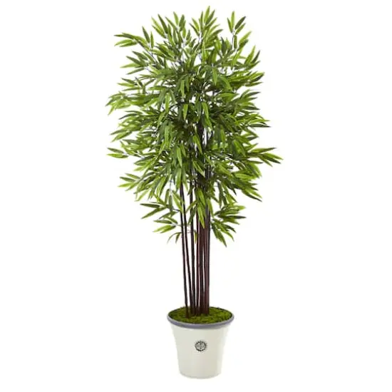 5.5ft. Bamboo Tree in Decorative Planter {1}