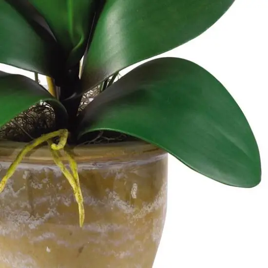 21" Moth Orchid Flower Arrangement in Ceramic Pot Beauty {4}