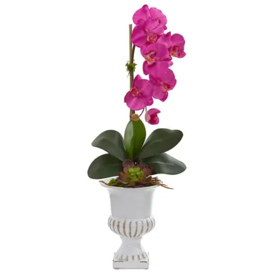 2ft. Phalaenopsis Orchid & Succulent Arrangement in Urn Dark Pink {1}