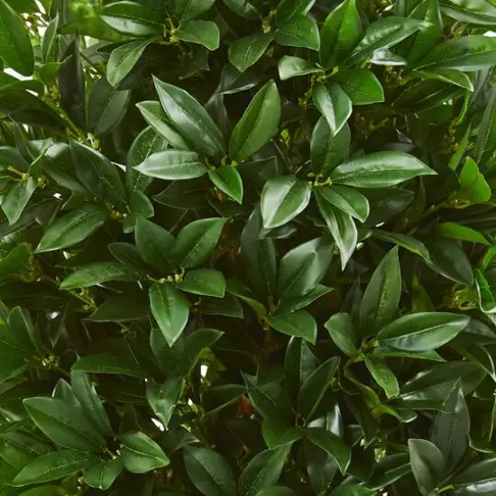 4.5ft. Bay Leaf Topiary Tree in Terra Cotta Planter {3}