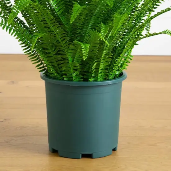 3ft. UV Resistant Artificial Boston Fern Plant with Real Touch Leaves (Indoor/Outdoor) {5}