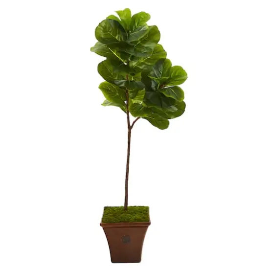 5ft. Fiddle Leaf Tree in Brown Planter {1}